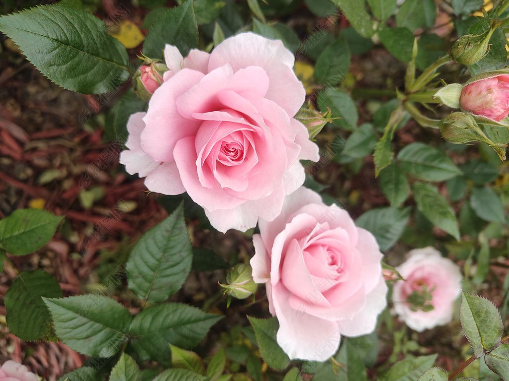 月季摄影图下载-编号34657292-花草树植-我图网