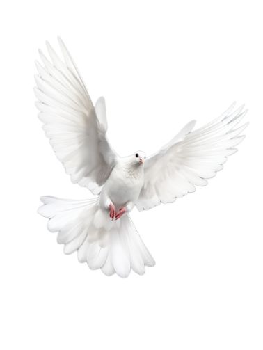 原创白色鸽子党政风建党元素插画和平鸽免抠元素