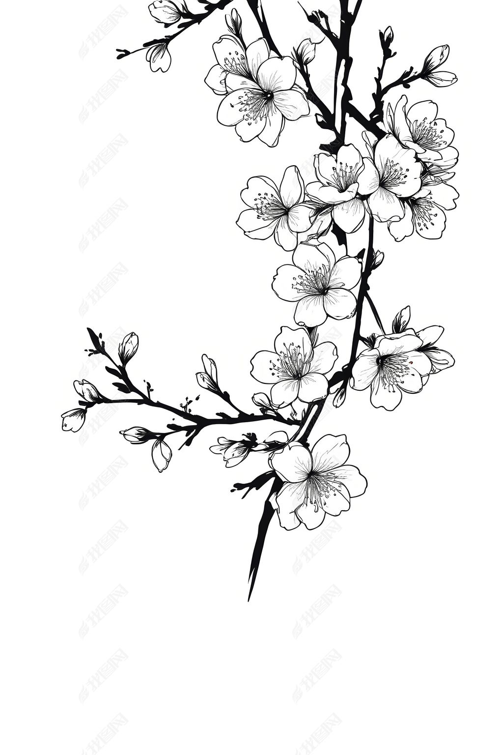 原创樱桃树树枝的黑白图画
