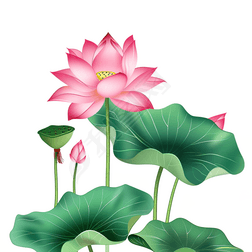 夏日清晰荷叶荷花莲花高清摄影图下载-编号32543891--我图网