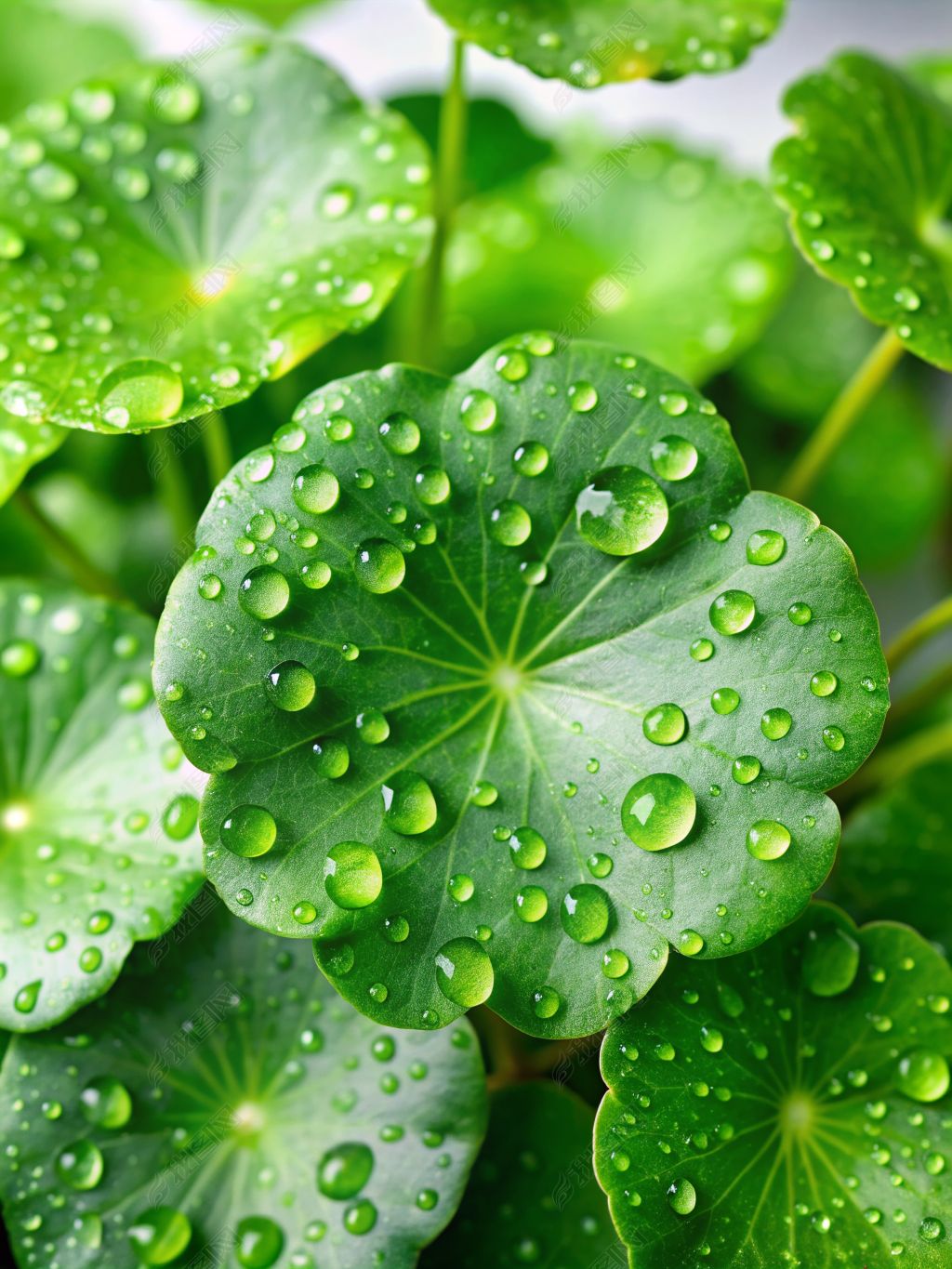 原创积雪草雨滴绿色养眼壁纸高清摄影图大师作品-版权可商用