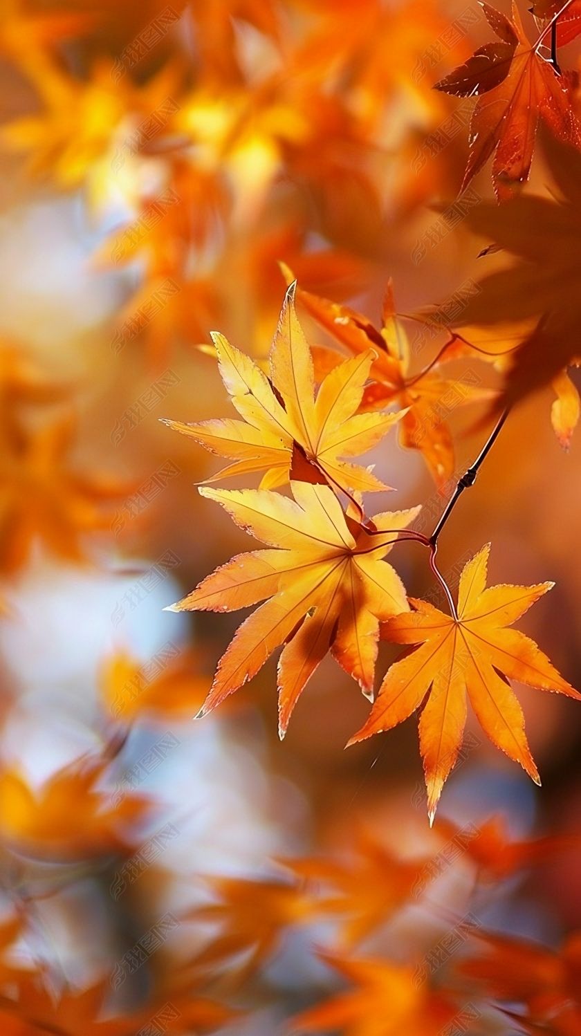 原创立秋枫叶红摄影图立秋节气背景素材ppt海报素材-版权可商用