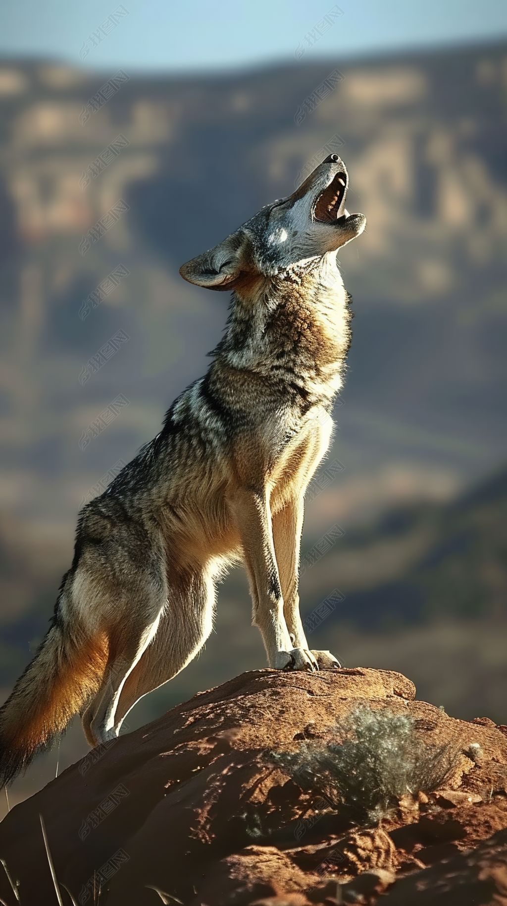 原创狼凶猛森林野兽动物-版权可商用