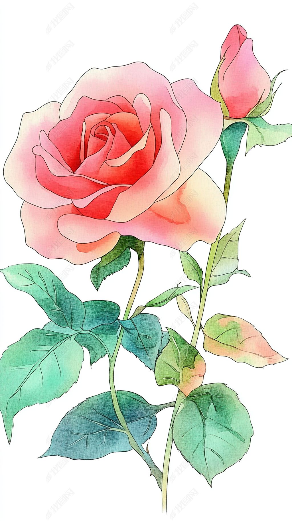 原创玫瑰花鲜花花朵花瓣手绘插画