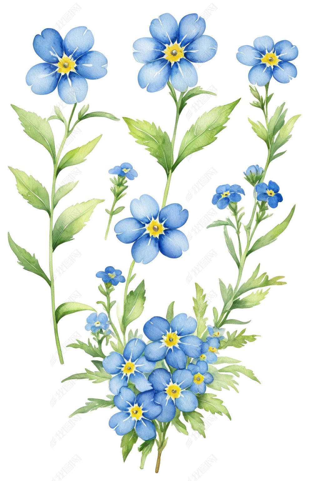 原创水彩画勿忘我花插画