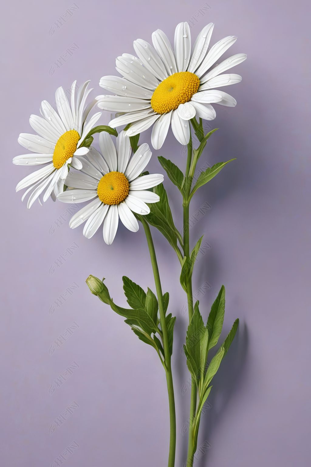 雏菊花油画插画