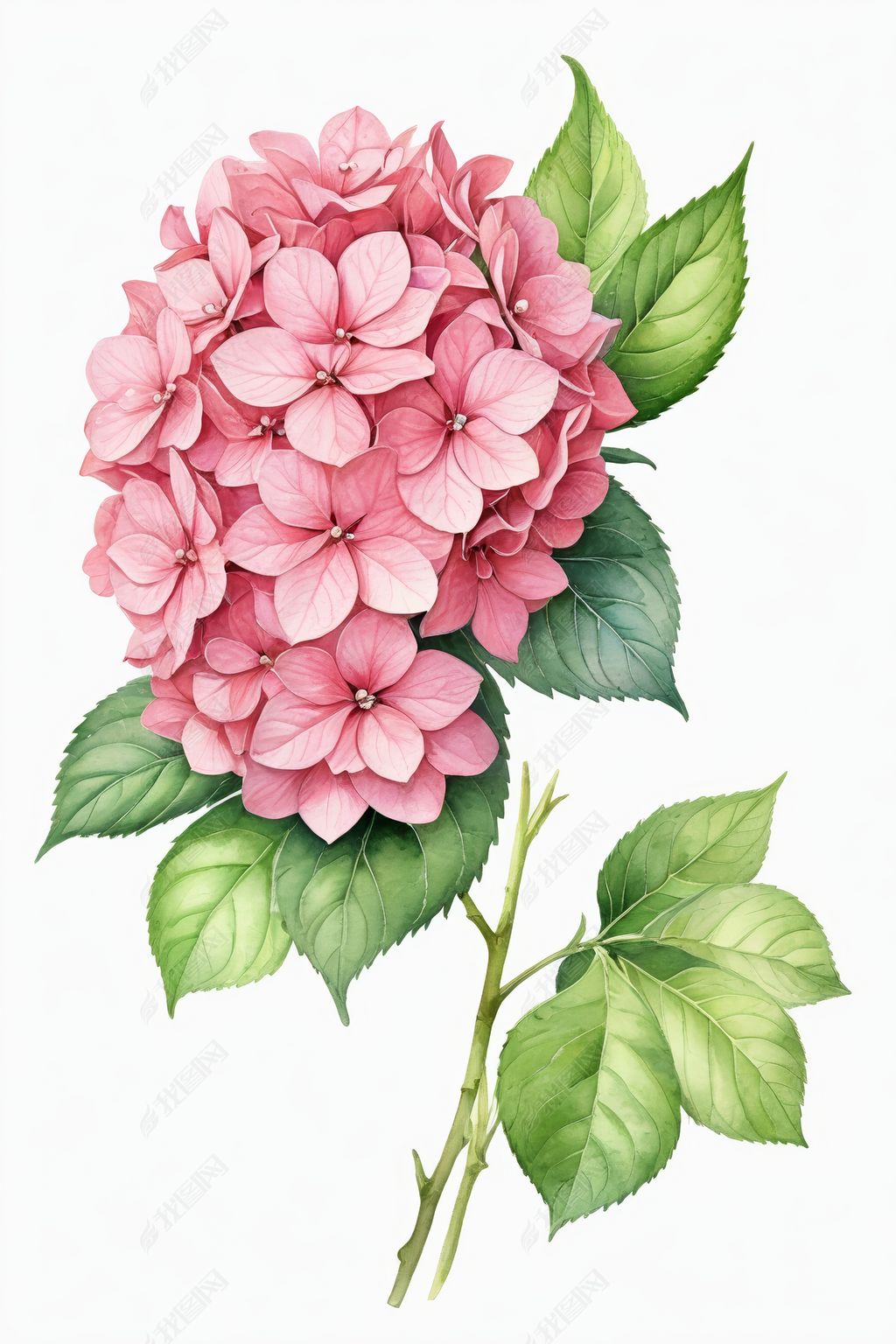 原创手绘水彩粉红绣球花早午餐插画
