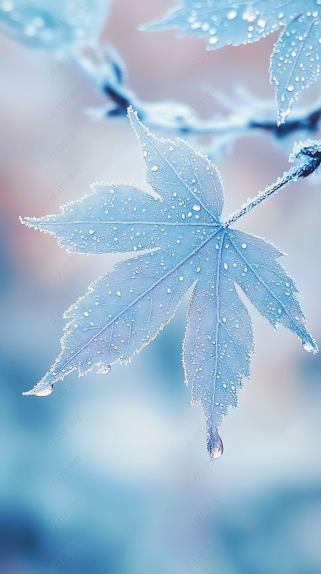 原创寒露节气蓝绿色系枫叶上的霜海报背景素材01-版权可商用