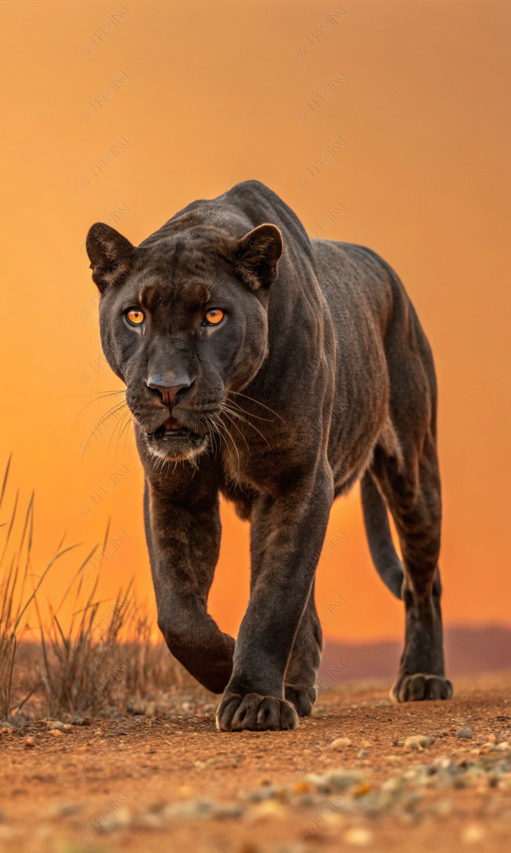 原创黑豹捕猎高清摄影图电影封面海报设计创意图-版权可商用