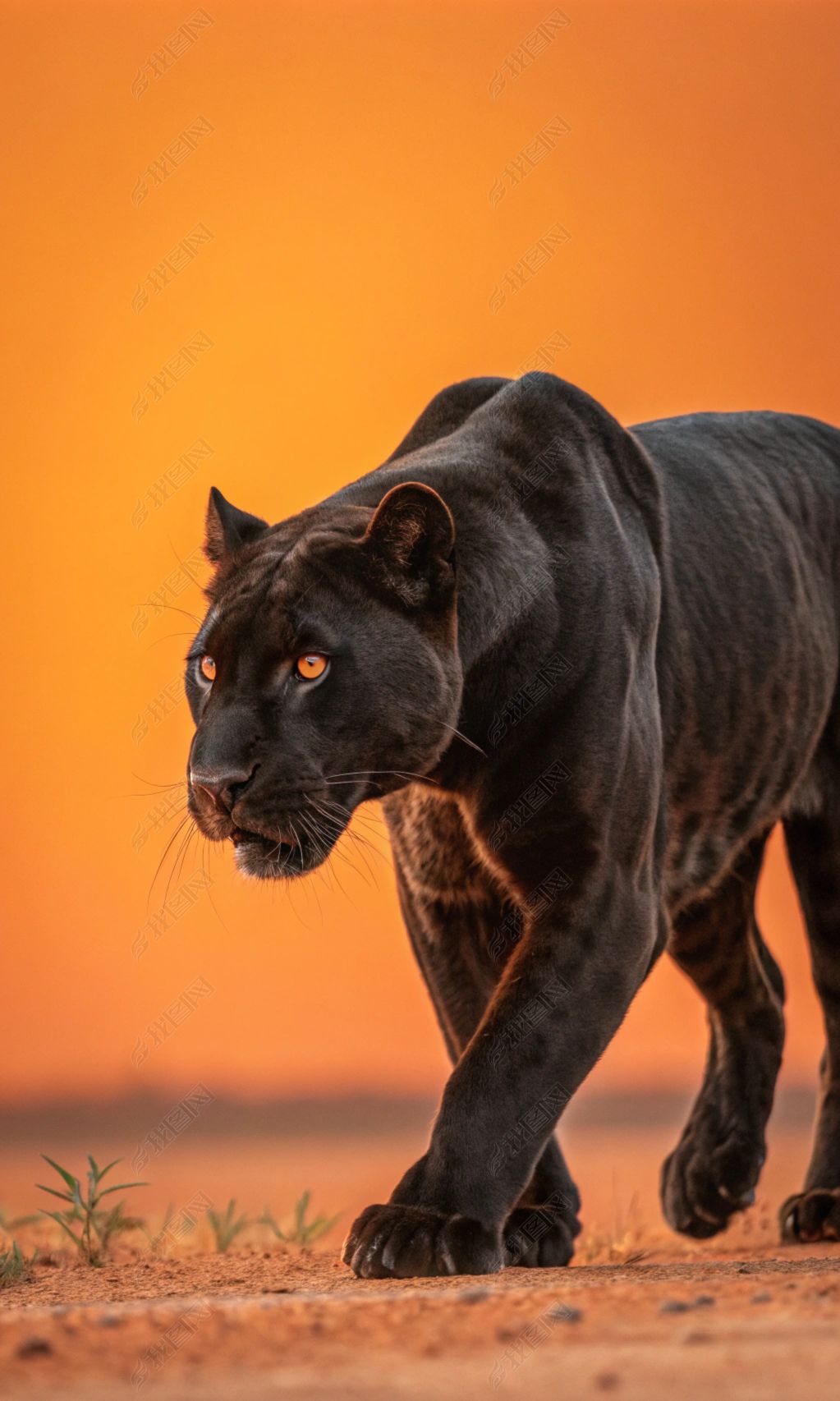 原创黑豹捕猎高清摄影图电影封面海报设计创意图-版权可商用