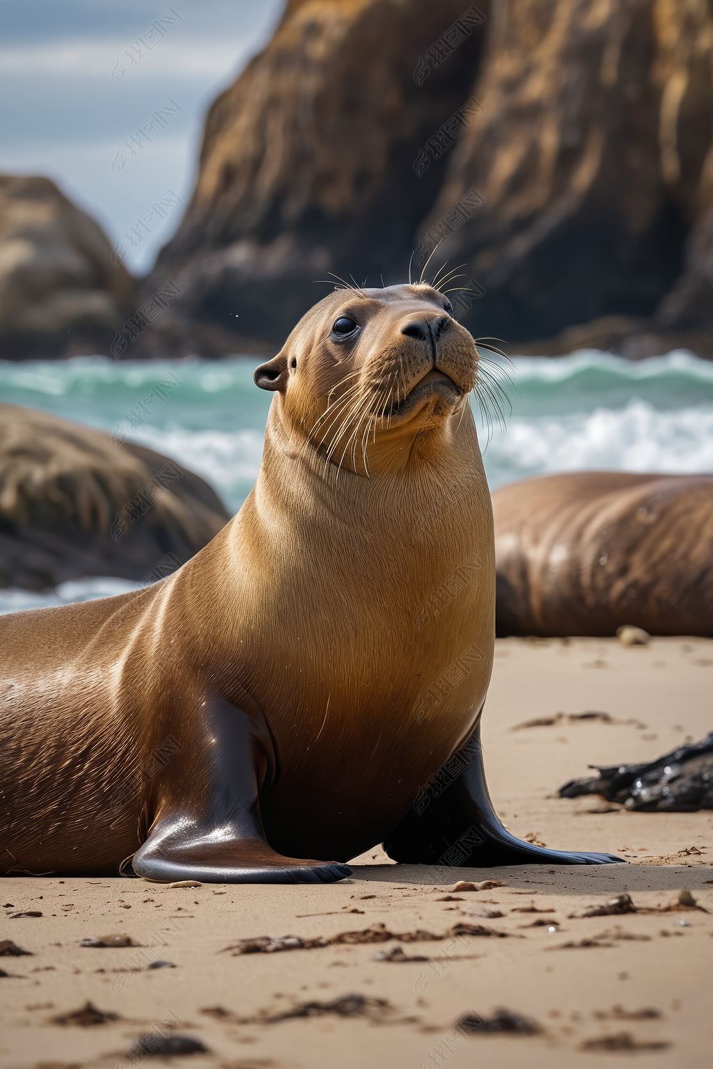 您当前访问作品主题是海滩上一只海豹海洋高清图片,编号是35638130,可