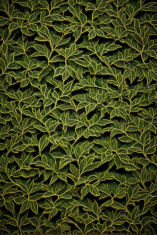 绿色植物黄色叶子高清图片