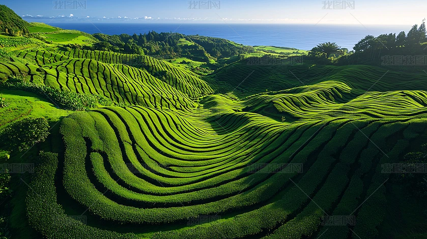 绿植批发价格大全最新