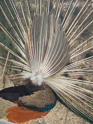 孔雀 peacock-2291232_960_720.jpg