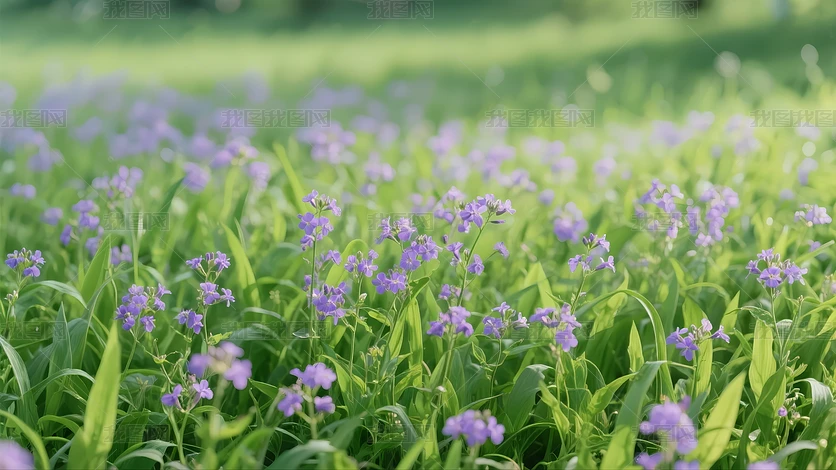 花草野花图片大全-花草野花背景图片-我图网