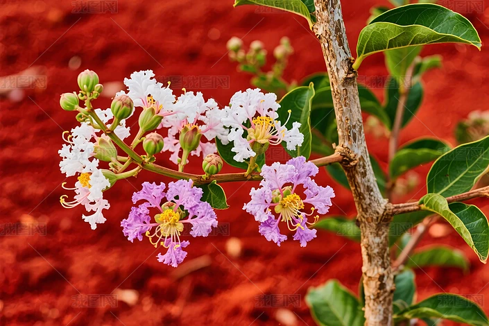 ֦ͷ���ŵĶ����ޱ��