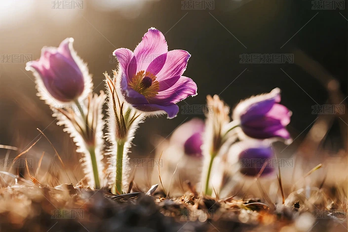 ��ɫ������Ȼ��Ӱ