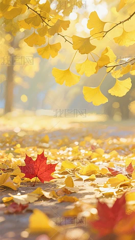 ���쾰ɫ��Ҷ��Ҷ����Ҷ��