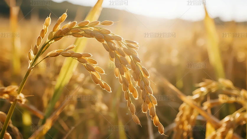 ��ֽ���������ʳ��ˮ������ũҵ����