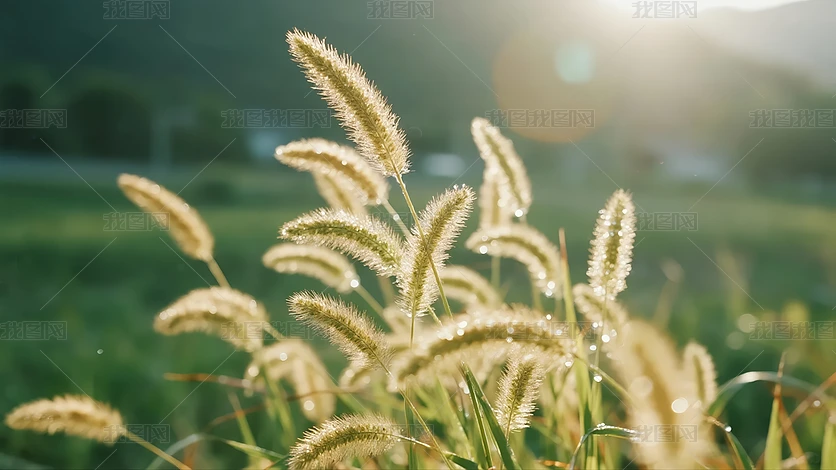 ��¶������β�Ͳ�¶��������Ȼ΢�౳��