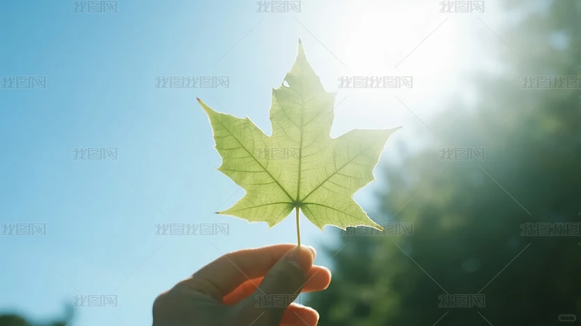 ��������ֳַ�Ҷ����ϣ�����������