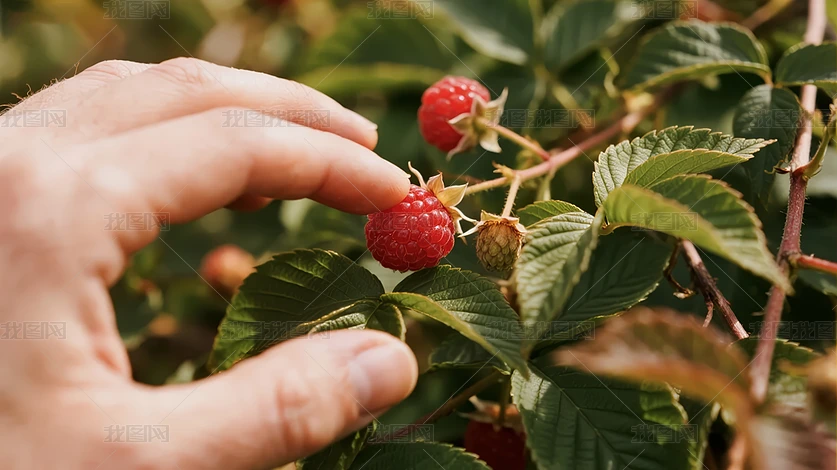 С�������ժ��ݮˮ��ũҵ԰���鱳��