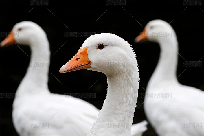 ��ɫȺѼ��д