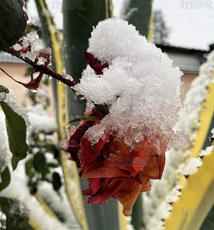 ѩк컨Ҷˮ鶬дƬͼƬز