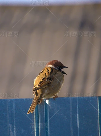 ȸСػҺڰɫƬͼƬز