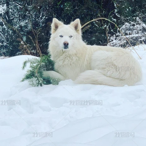 ѩ���еİ�ɫȮ��Ƭ����ͼƬ�ز�