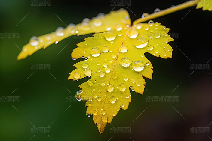 ����Ҷ��λ�ɫ��ɫ����ɭ�ִ��������·�͸��