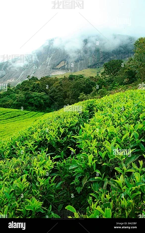 ������ɽ����Ũ��Ƭ����ͼƬ�ز�