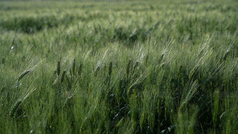 ��ʵ��ɫ����������Ӱ�����������ﱳ��