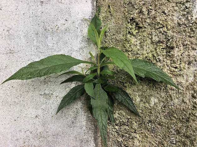 ֲ����Ȼ�羰����ʵ���ز�