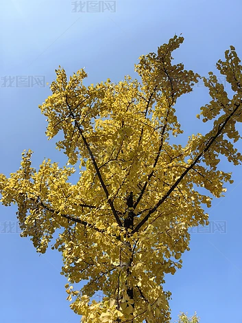 ֲ����Ȼ�羰����ʵ���ز�