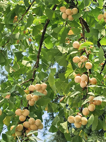 ֲ����Ȼ�羰����ʵ���ز�