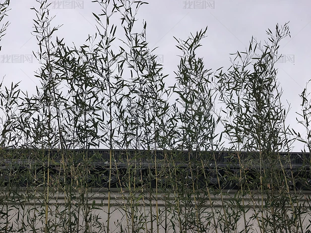 ֲ����Ȼ�羰����ʵ���ز�