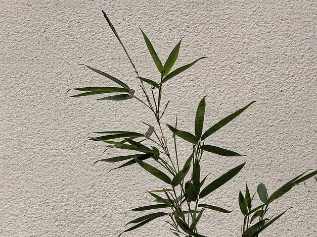 ֲ����Ȼ�羰����ʵ���ز�