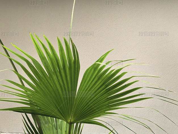 ֲ����Ȼ�羰����ʵ���ز�