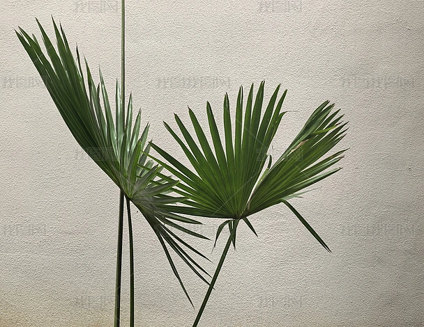 ֲ����Ȼ�羰����ʵ���ز�