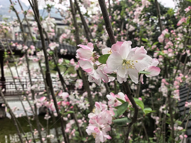 ֲ����Ȼ�羰������д�ϼ�