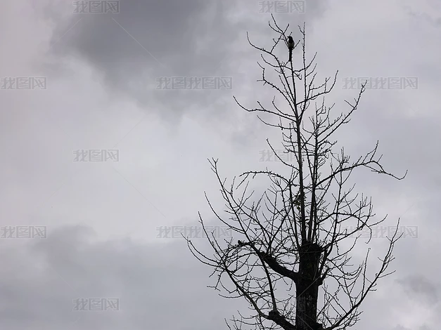 ֲ����Ȼ�羰������д�ϼ�