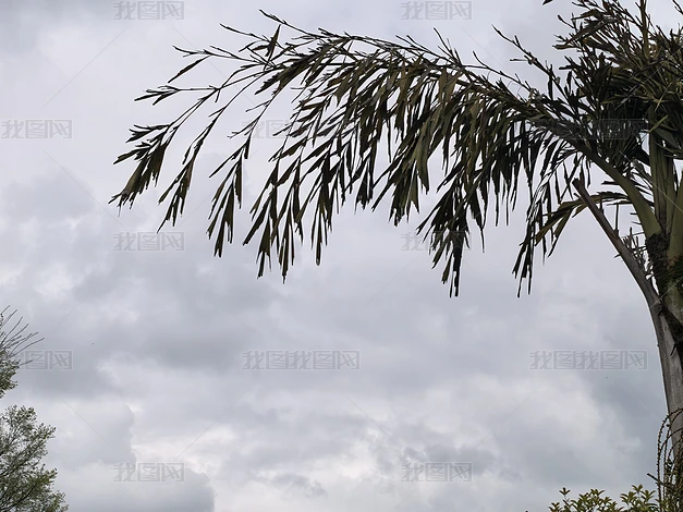 ֲ����Ȼ�羰������д�ϼ�