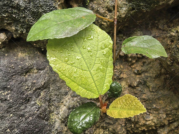 ֲ����Ȼ�羰������д�ϼ�