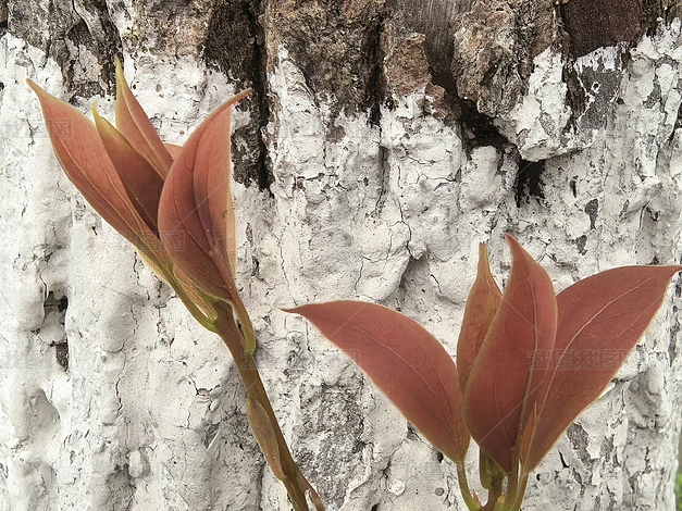 ֲ����Ȼ�羰������д�ϼ�