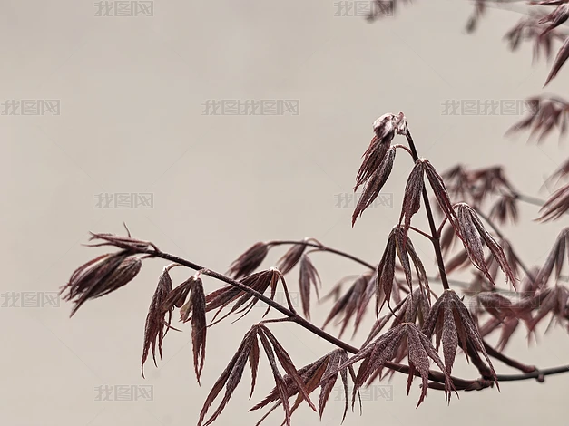 ֲ����Ȼ�羰������д�ϼ�