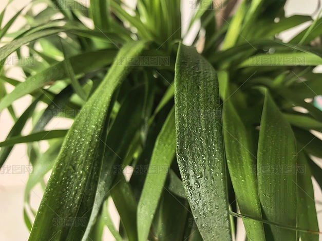 ֲ����Ȼ�羰������д�ϼ�