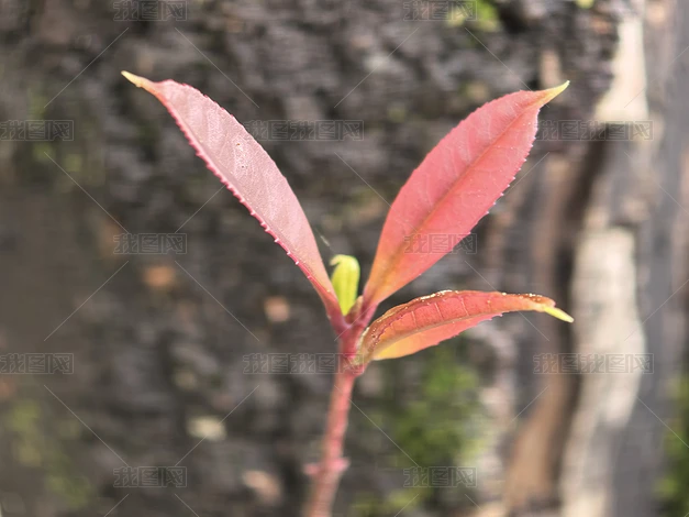 ֲ����Ȼ�羰������д�ϼ�