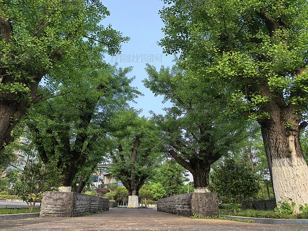 ������ľ��ֲʵ�ĸ�����Ȼ�羰�ز�