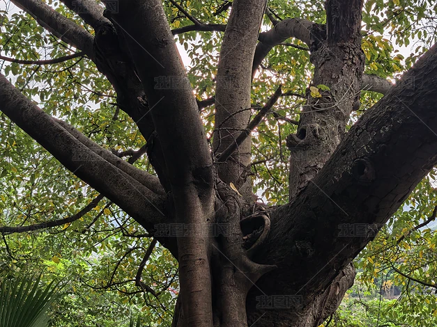 ������ľ��ֲʵ�ĸ�����Ȼ�羰�ز�